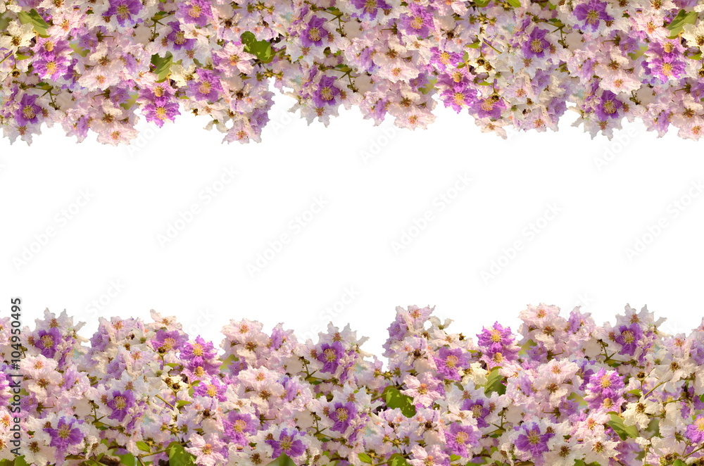 queen crape myrtle frame on white background queen crape myrtle frame on white background
