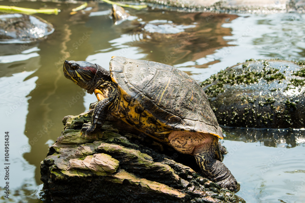 Turtles sunning at the pond,Freshwater turtles Turtles sunning at the pond,Freshwater turtles