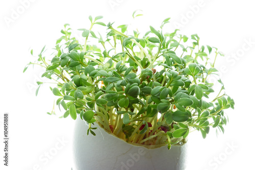     watercress growing in a eggshell            