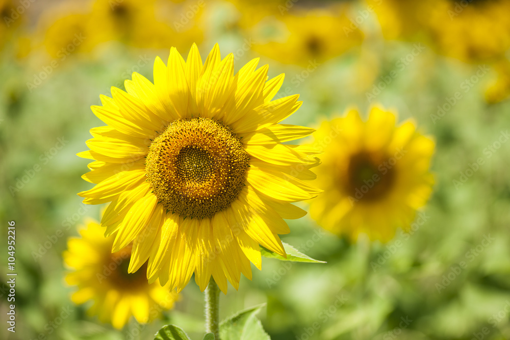 Sunflowers field at sunny day Sunflowers field at sunny day