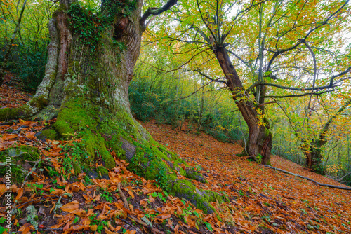 Bosque centenario de castaños en otoño, en Cervantes, Lugo, Galicia photo