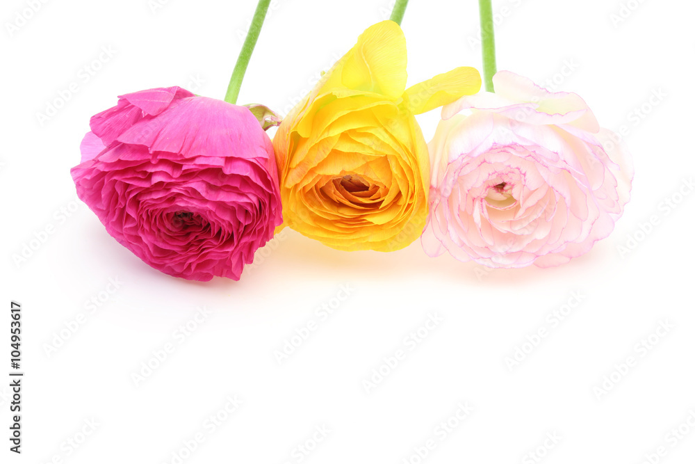 ラナンキュラス