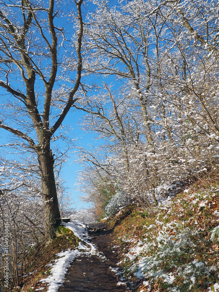 Walking path wit snow tress in Eifel Germany Walking path wit snow tress in Eifel Germany