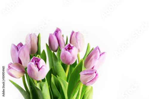Fototapeta Naklejka Na Ścianę i Meble -  Purple tulips flowers