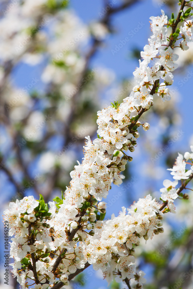 Tree Bloom in Spring Tree Bloom in Spring