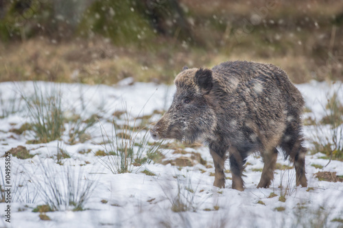 Wild boar in mid-winter snow flurry