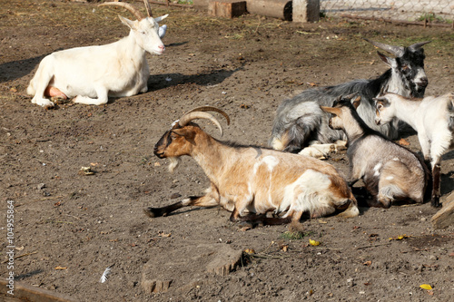 Goats sunbathing