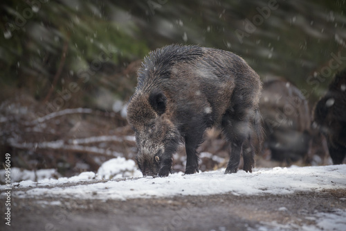 Large male boar in falling snow