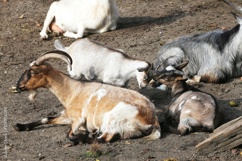 Family of goats