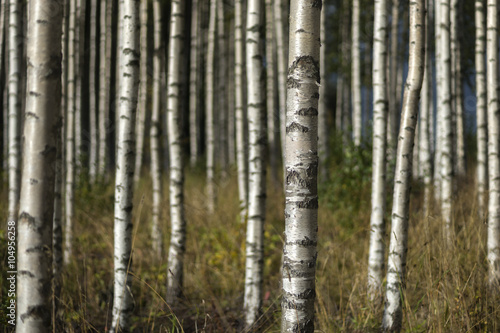  birch trees in summer landscape