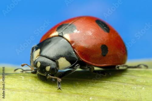 Ladybird macro photograph