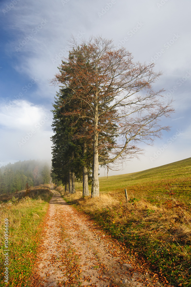 Weg mit Baum im Schwarzwald