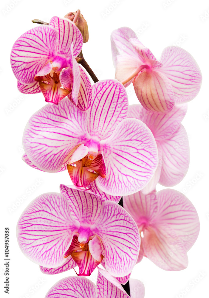 Pink orchid