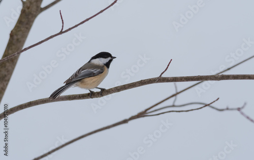 Springtime comes, Black cap chickadee, Poecile atricapillus, on a branch on a very early, grey spring day in early March. Happy that the day is mild and anticipating the arrival of spring.