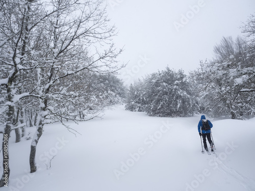 Back view of man ski touring in snowy forest, snowfall, 