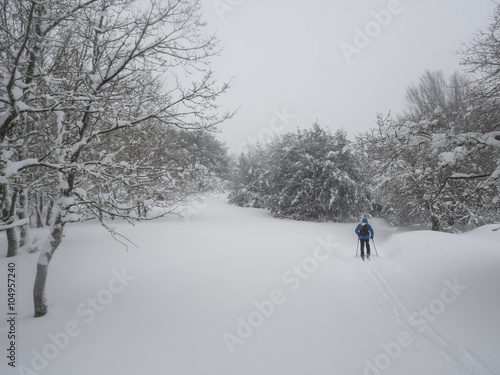 Back view of man ski touring in snowy forest, snowfall, 