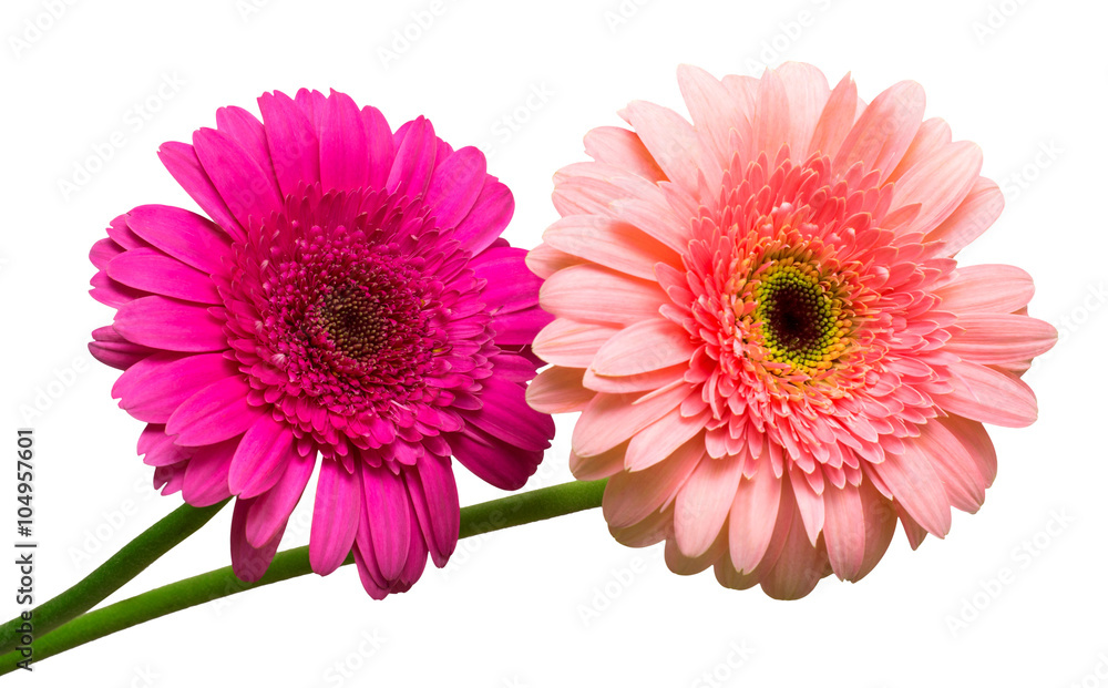 Two gerbera flowers Two gerbera flowers
