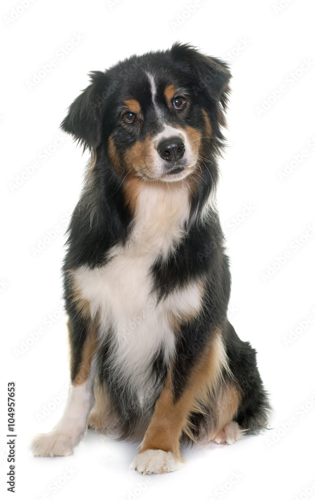 tricolor australian shepherd tricolor australian shepherd