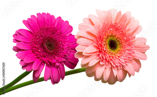 Two gerbera flowers