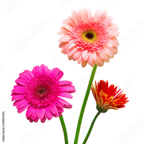 Bouquet of flowers gerberas