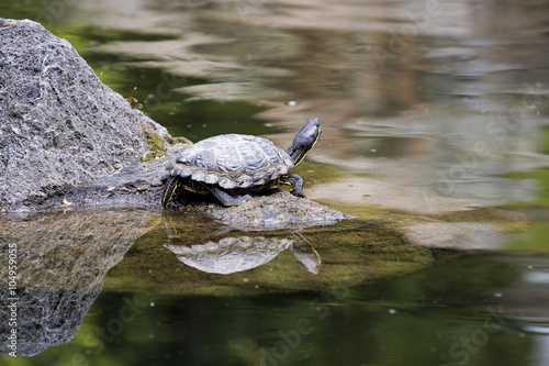 small turtle by the water on a rock