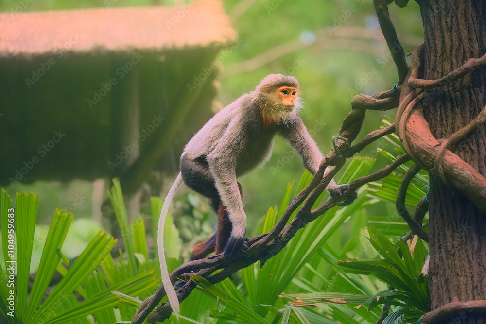 Fototapeta premium Monkey with orange face, Douc Langur