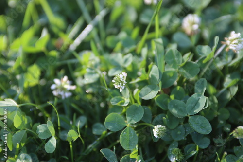Clover field. Nature background