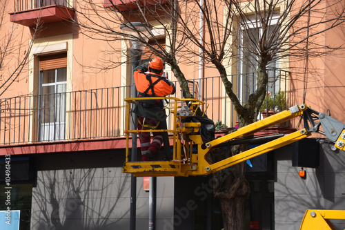 Fotografie jardinero podando las ramas de un árbol