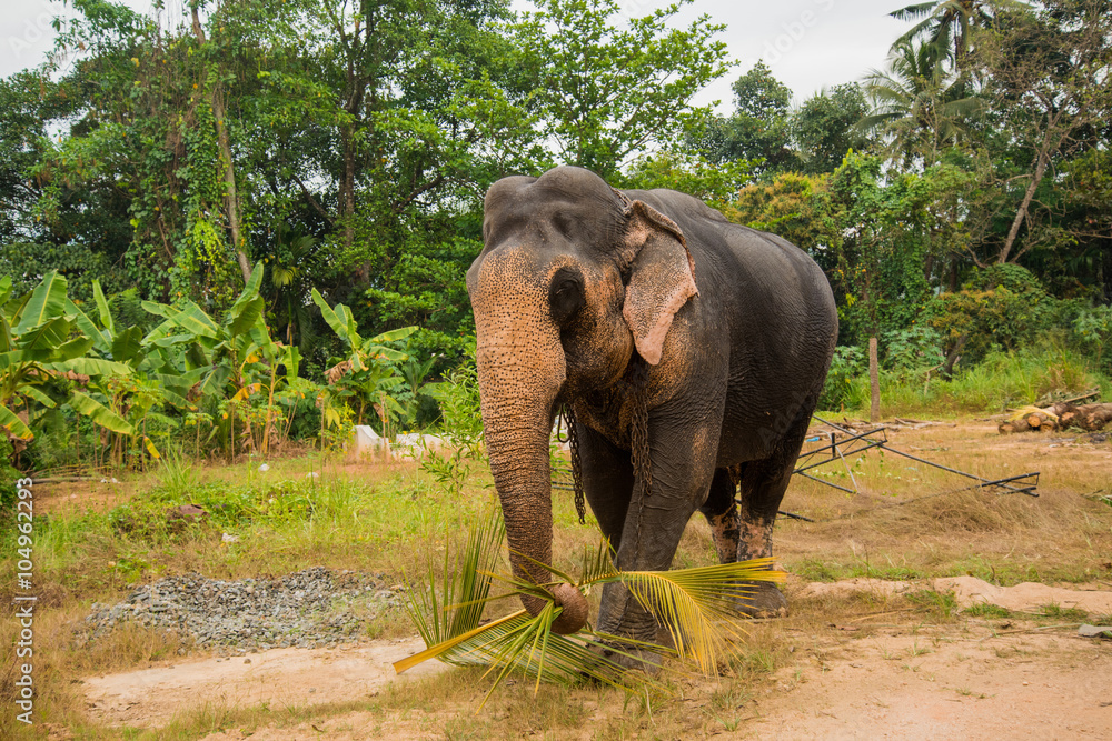 Obraz premium Wild elephant on the island of Sri Lanka