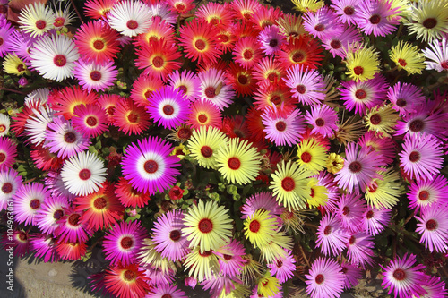 floral background mesembryanthemums