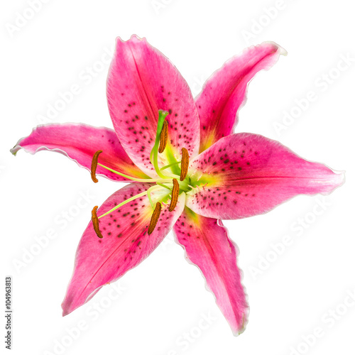 Foto Macro picture of romantic pink lily isolated on white