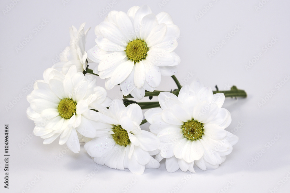 Obraz premium white chrysanthemum flowers