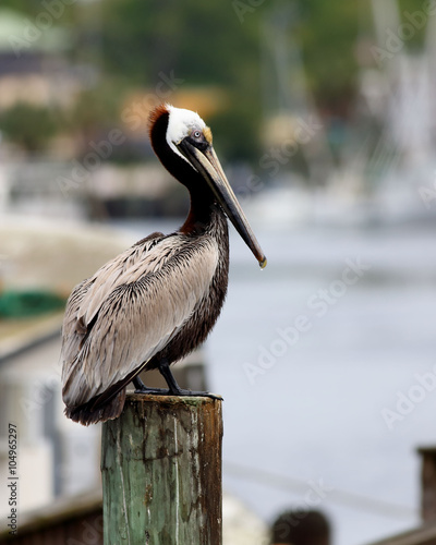 Pelican perched on post