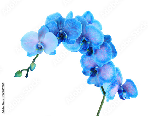 Fototapeta Naklejka Na Ścianę i Meble -  Beautiful blue orchid flower isolated on white background