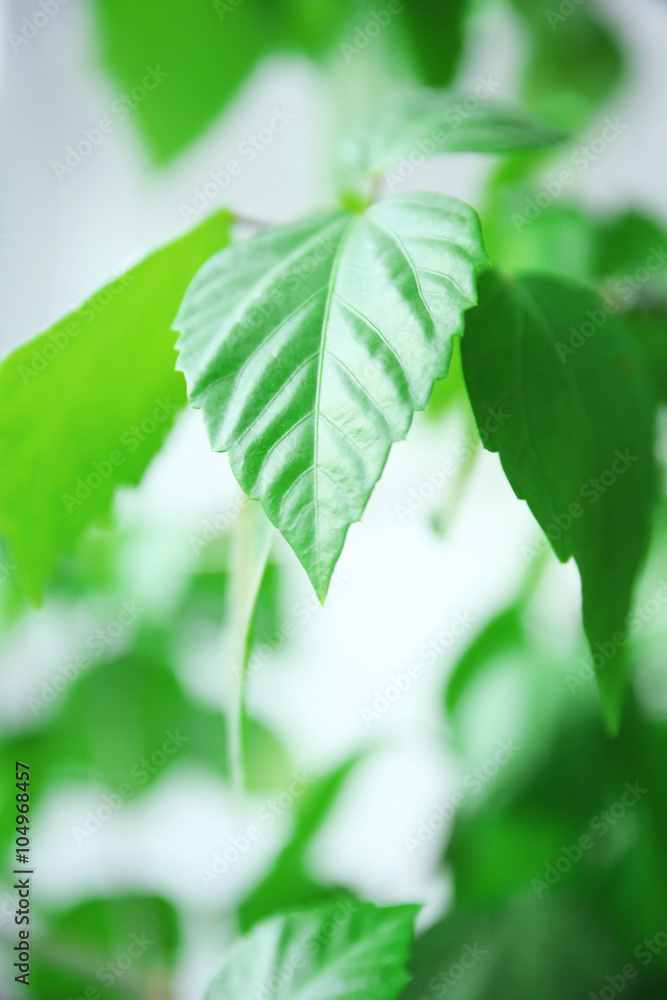 Obraz premium Green tree leaves on blurred background