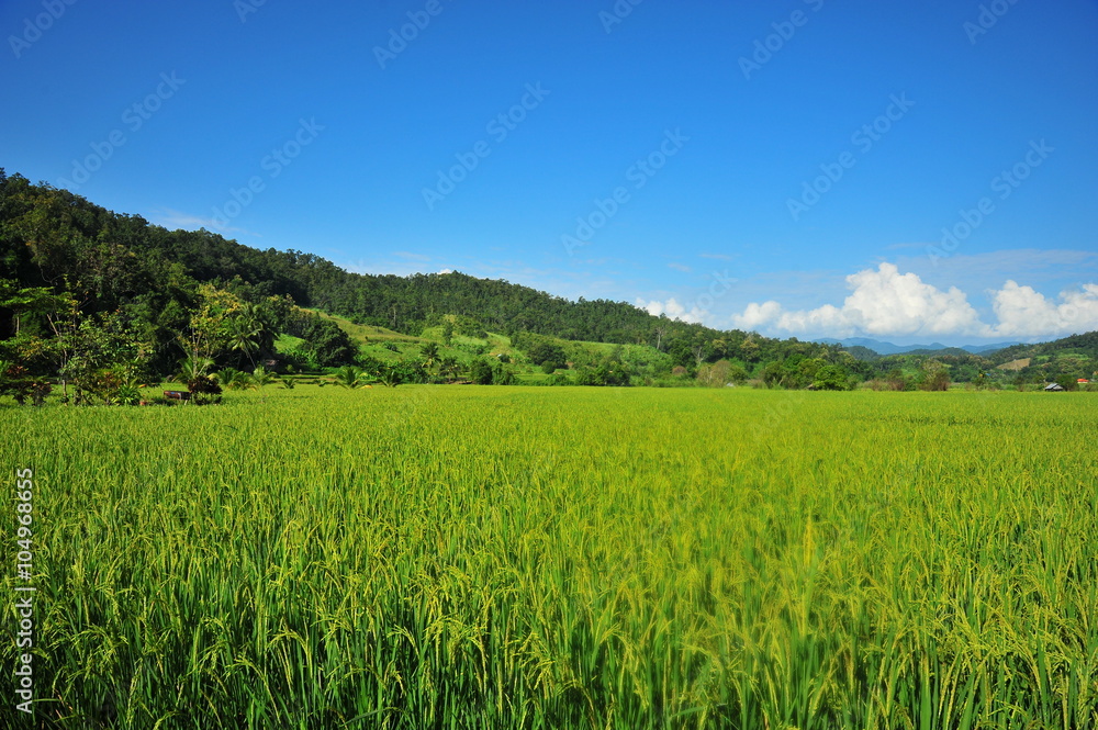 Rice Paddy Fields in Green Season Rice Paddy Fields in Green Season
