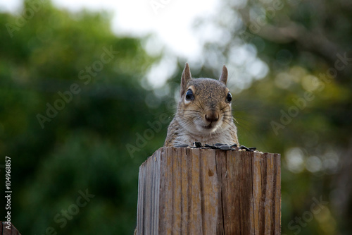 portrait of a grey squirrel