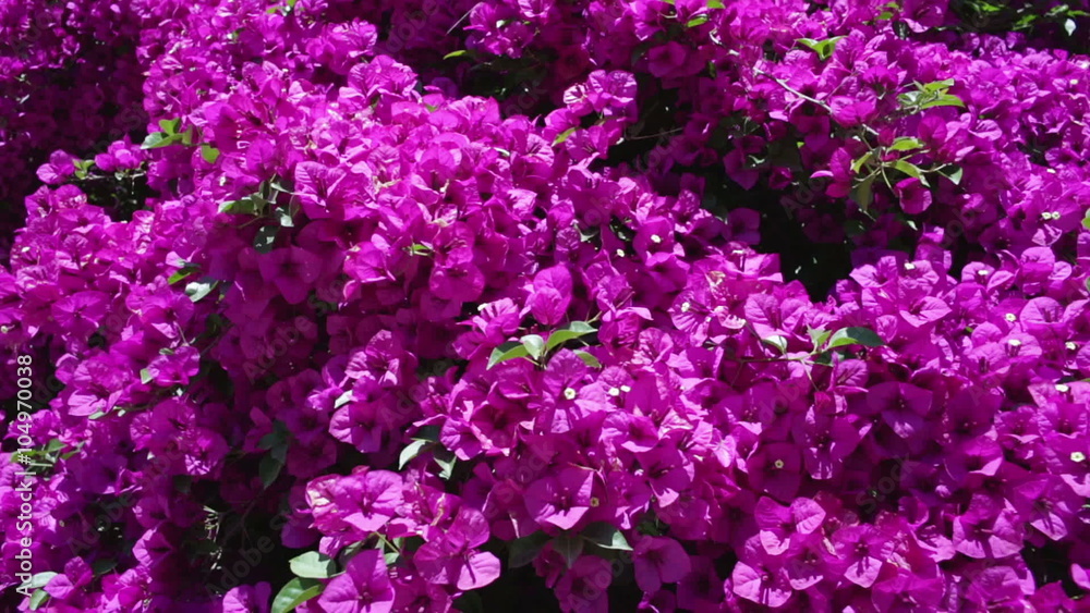 Moving past bright violet flowers Moving past bright violet flowers