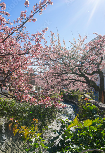 Atami Sakura / Early Cherry Blossoms