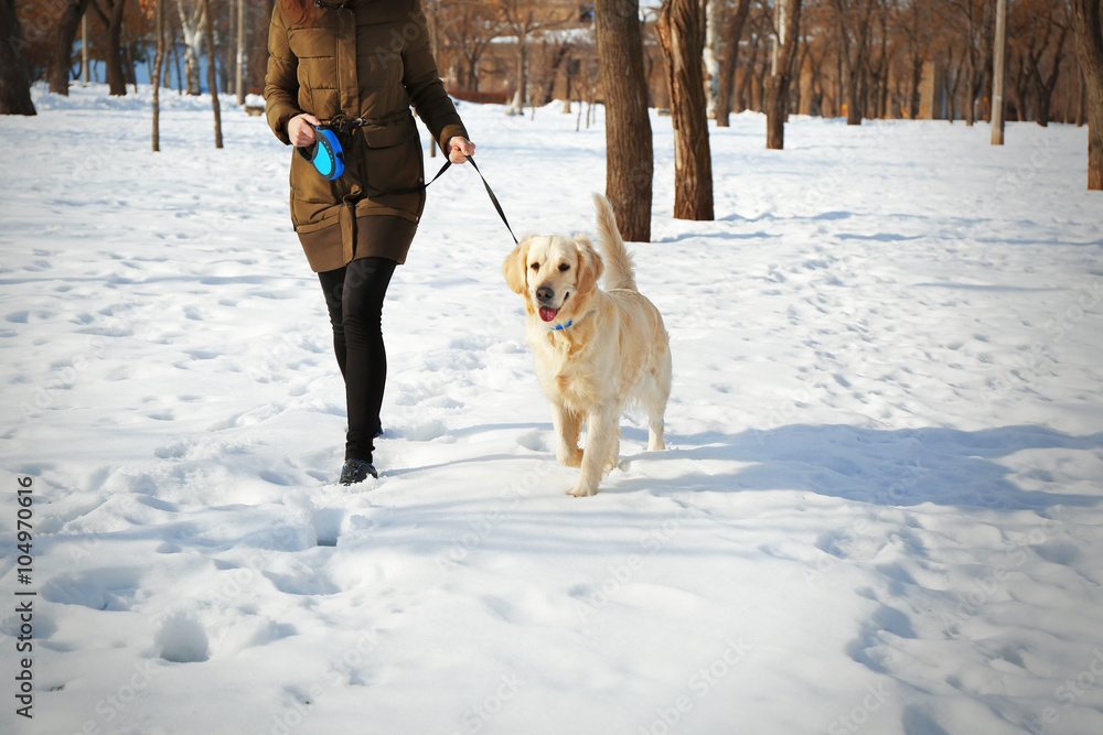 Golden retriever going for a walk with mistress outdoors in winter Golden retriever going for a walk with mistress outdoors in winter