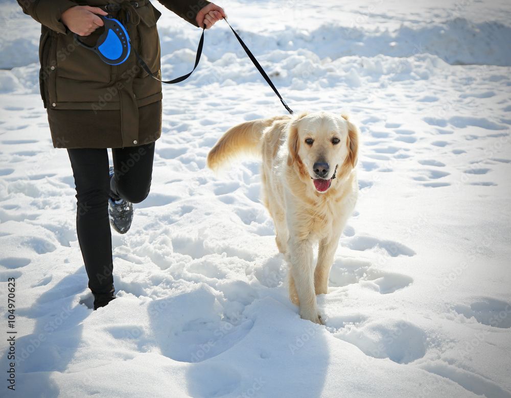 Golden retriever going for a walk with mistress outdoors in winter
