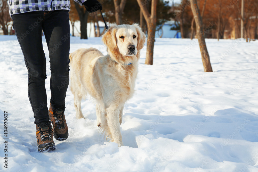 Golden retriever going for a walk with mistress outdoors in winter Golden retriever going for a walk with mistress outdoors in winter