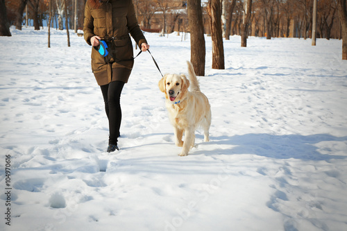 Golden retriever going for a walk with mistress outdoors in winter