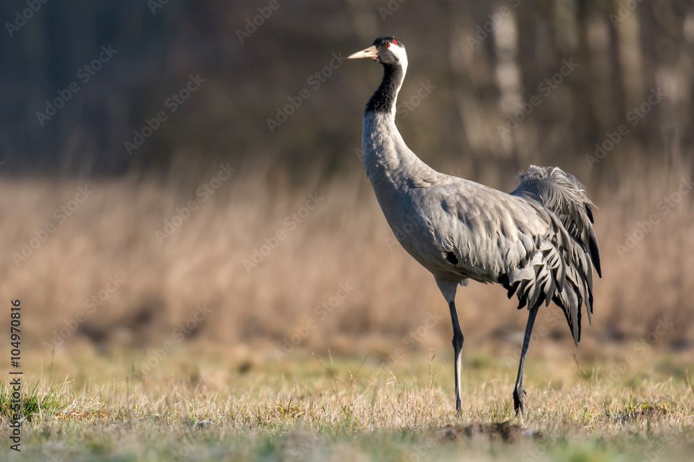 Naklejka premium Common crane (Grus grus)