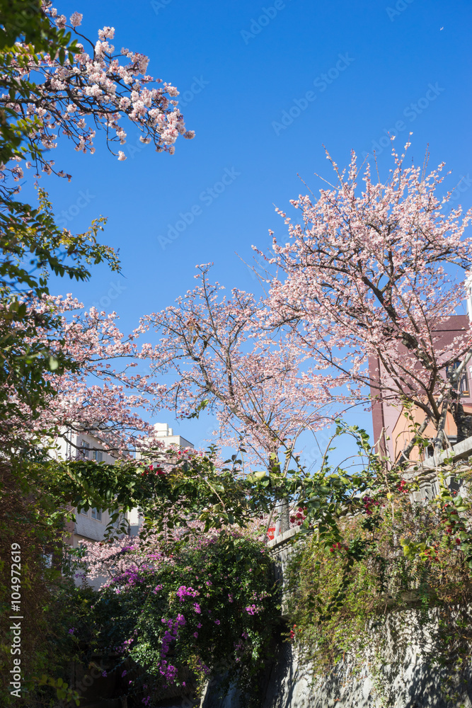 Atami Sakura / Early Cherry Blossoms Atami Sakura / Early Cherry Blossoms