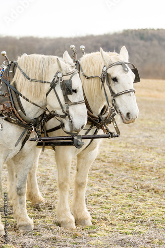 Two Harnessed Percheron Draft Horses