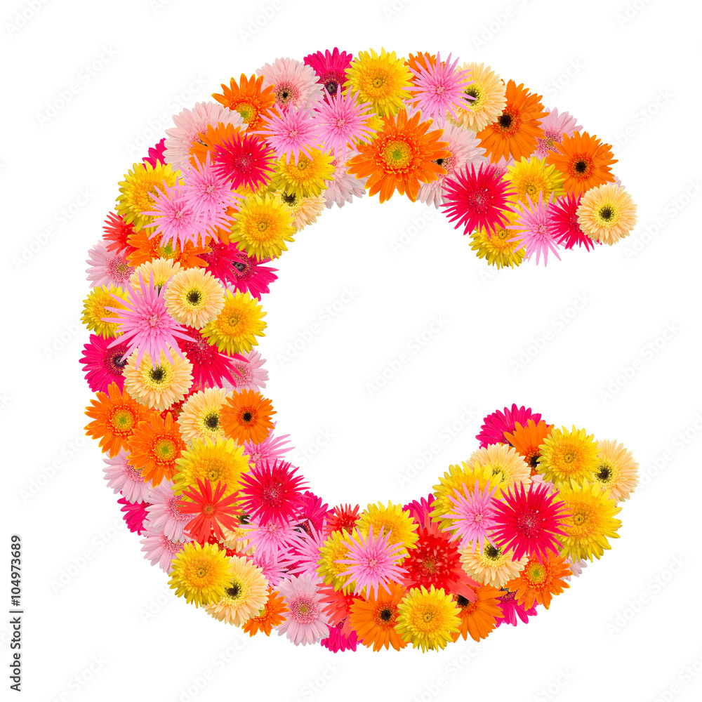 Letter C alphabet with gerbera  isolated on white background
