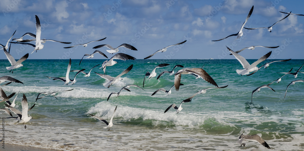 Obraz premium Group of seagulls flying on the beach