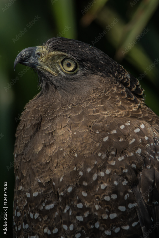 Fototapeta premium Hawk is similar to the Eagle The birds of prey as well. But the Hawks are smaller