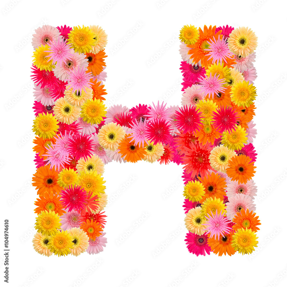 Letter H alphabet with gerbera isolated on white background Letter H alphabet with gerbera isolated on white background